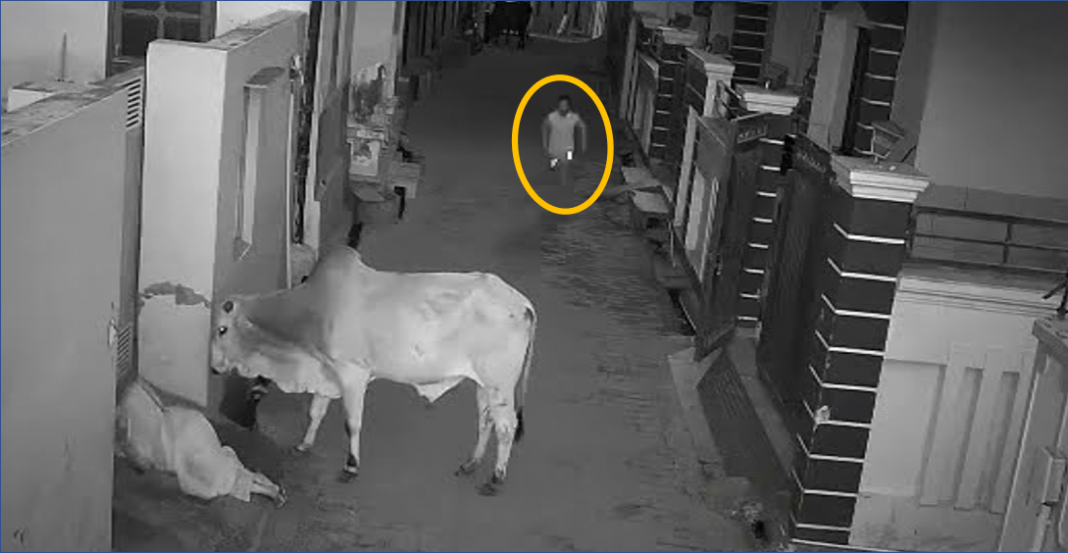 Valiente niño salva a su abuelita del ataque de un toro