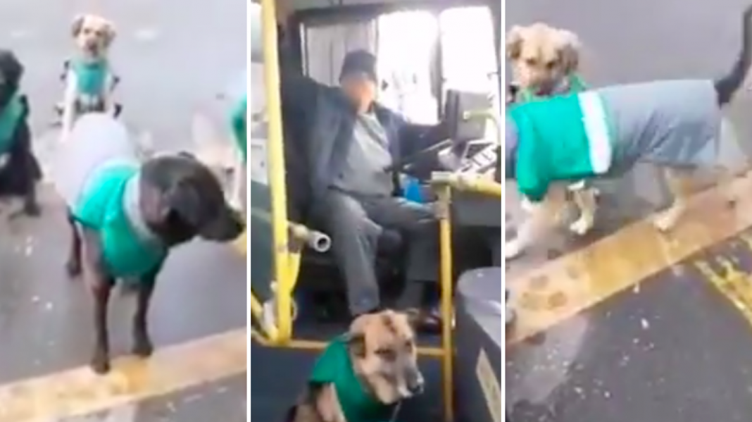 Empresa ‘contrata’ perritos callejeros como acompañantes