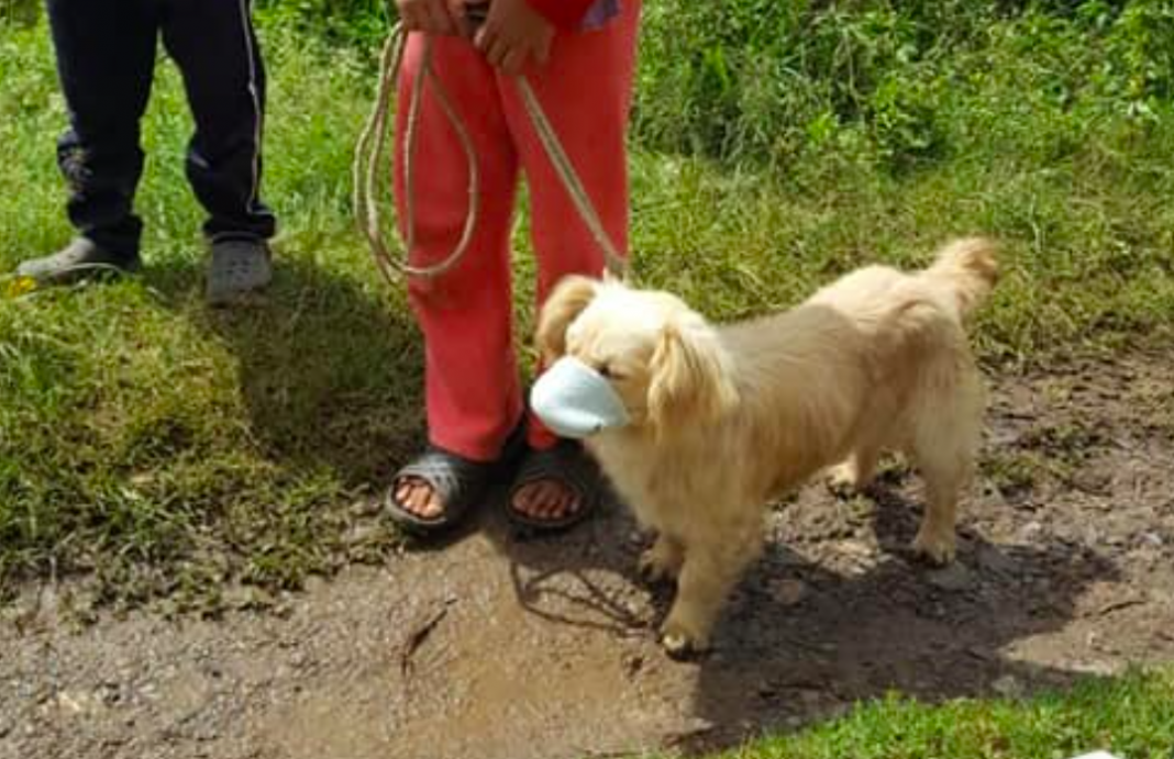 Perrito va a ser vacunado con todo y cubrebocas
