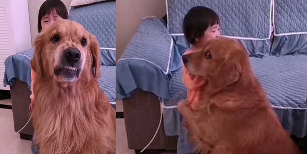 Mamá regaña a su niña, ¡perrito sale en defensa!