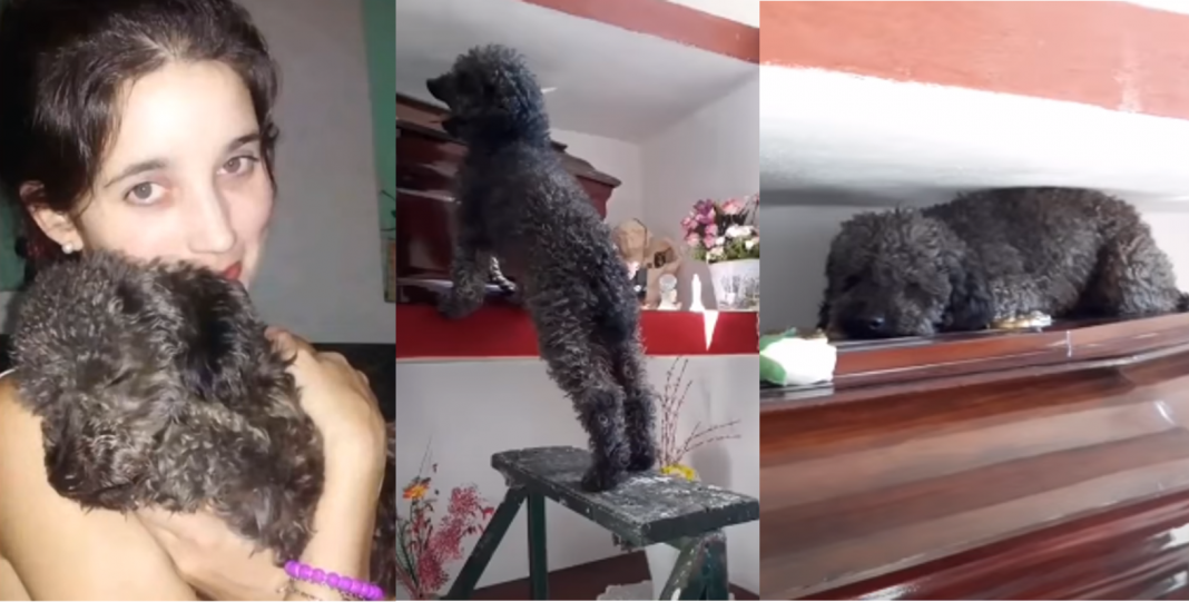 ¡Esto es amor!, perrito llora al visitar a su dueña fallecida