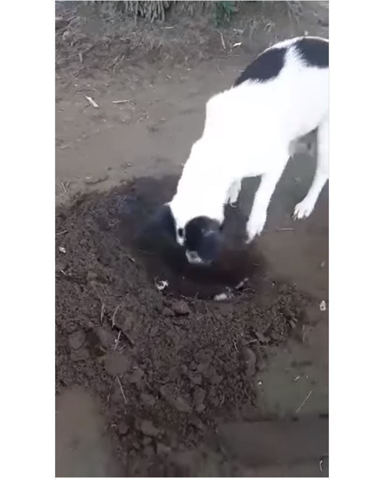Perrita cava tumba para su cachorro