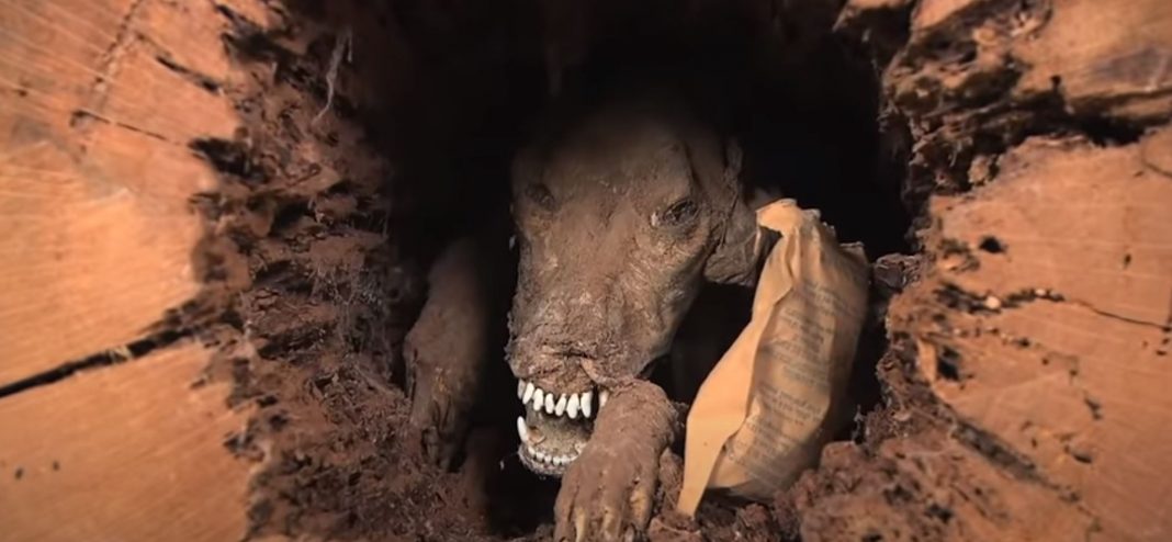 Perro momificado dentro de un árbol