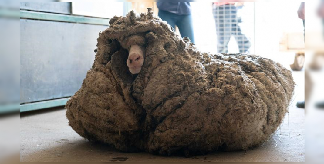 ¡OMG!, esta oveja nunca había sido esquilada