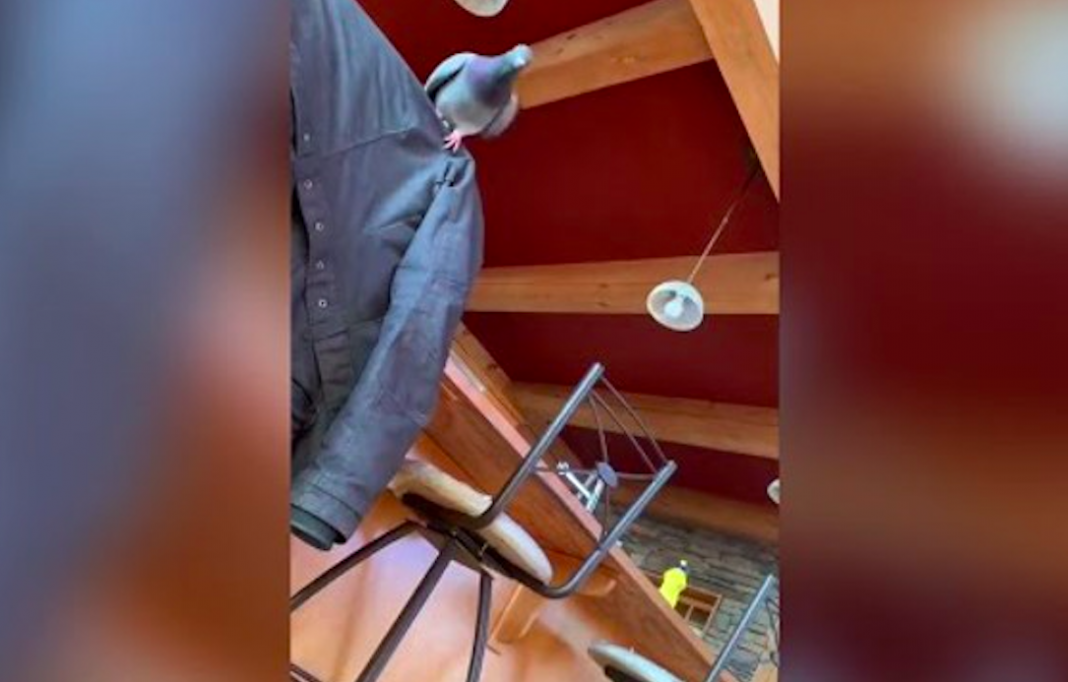 La reacción de una paloma cuando su dueña finge desmayarse