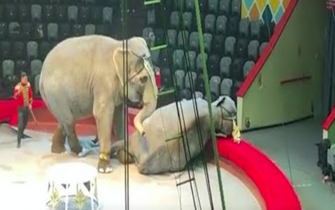 ¡Pleito de elefantes adentro de un circo!