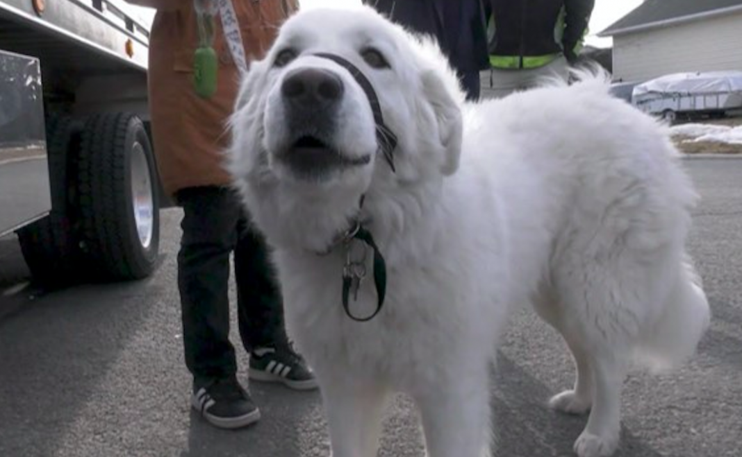 Perro detiene el tráfico para salvar a su ama