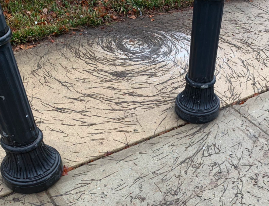 Tornado de lombrices alarma a científicos