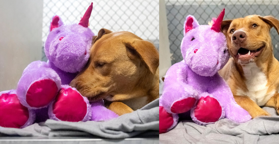 Perrito robó 5 veces un unicornio, hasta que se lo compraron