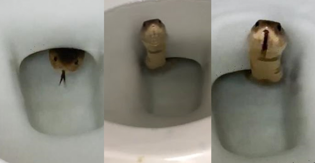 ¡Encuentra serpiente en WC!