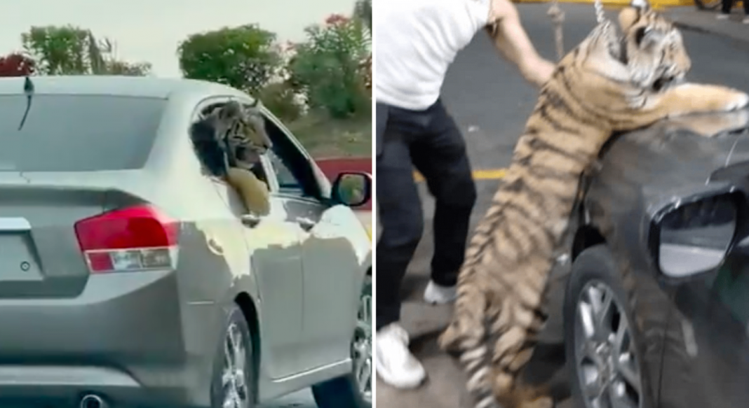 Pasean a tigre a bordo de auto en Sinaloa