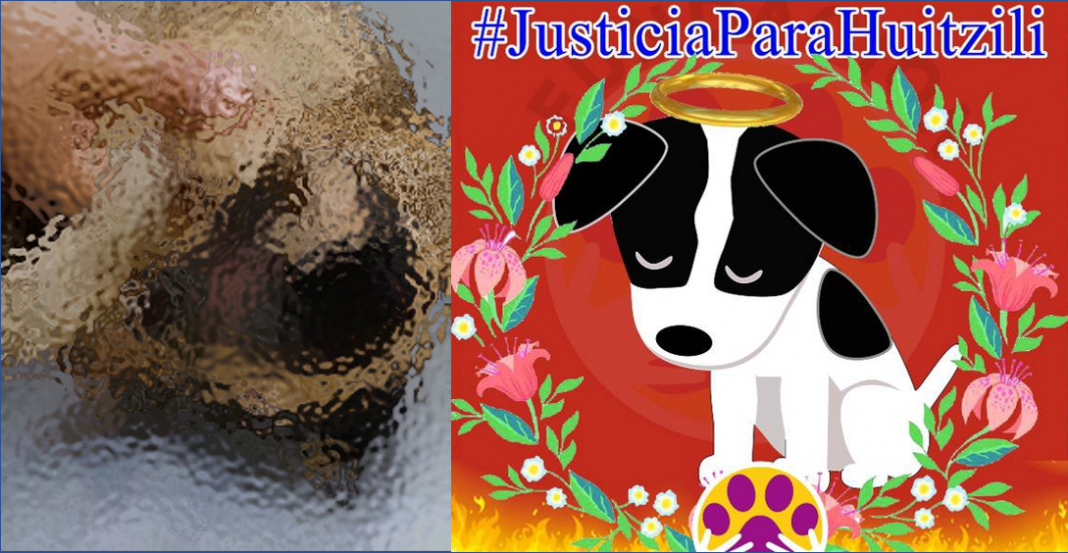 Justicia para Huitzilli, cachorro quemado vivo ‘por diversión’