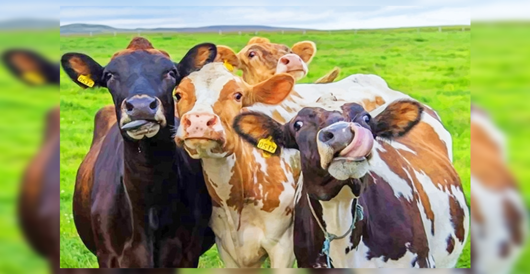 Liberan vacas que vivieron encerradas todo el invierno