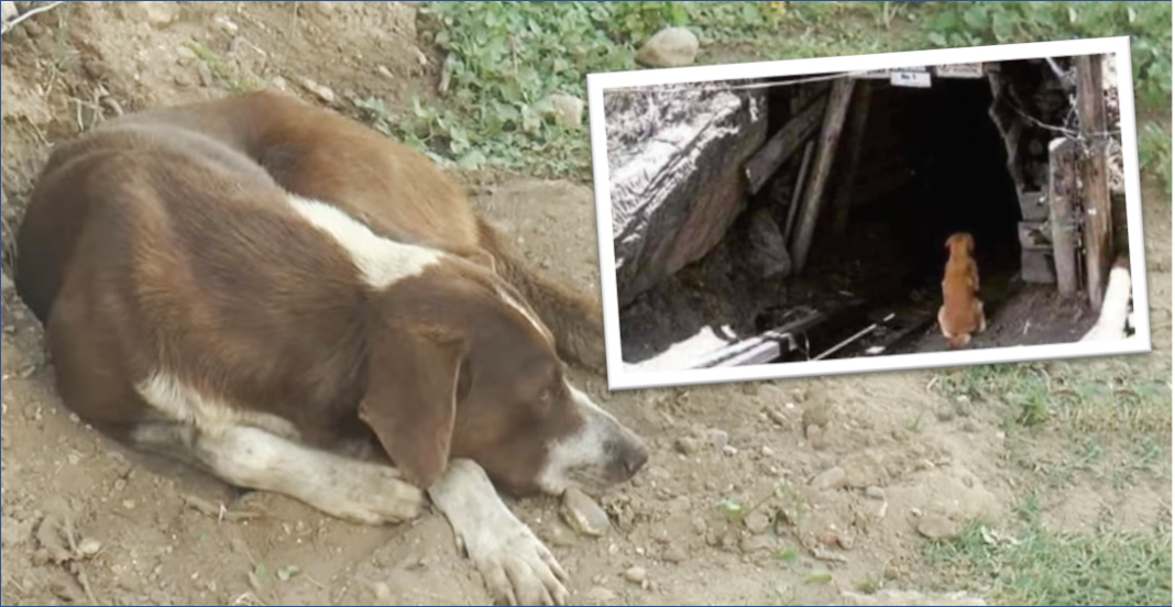 Cuchufleto sigue en espera de su dueño fallecido en mina de Coahuila