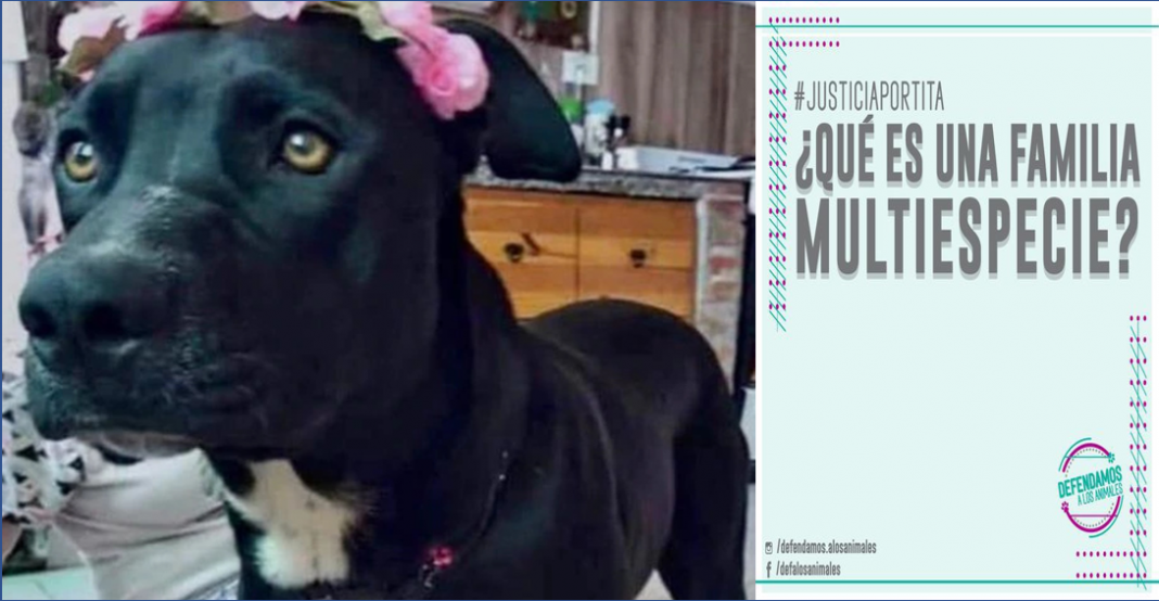 Juez califica a perrita como ‘hija no humana’