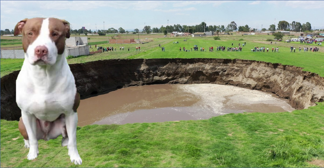 Buscan rescatar a perrito que cayó al socavón de Puebla