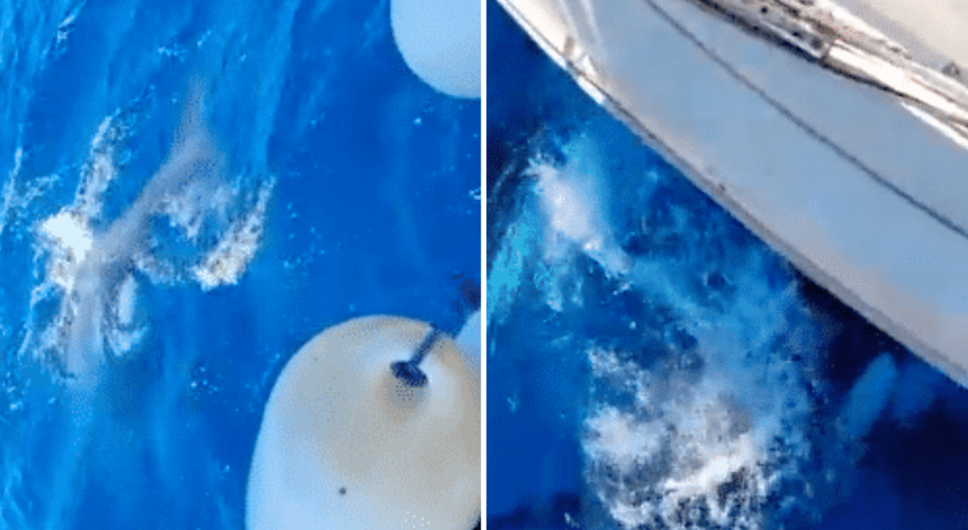 Grupo de orcas embiste a velero