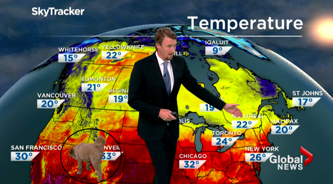 Perro irrumpe en pleno noticiario