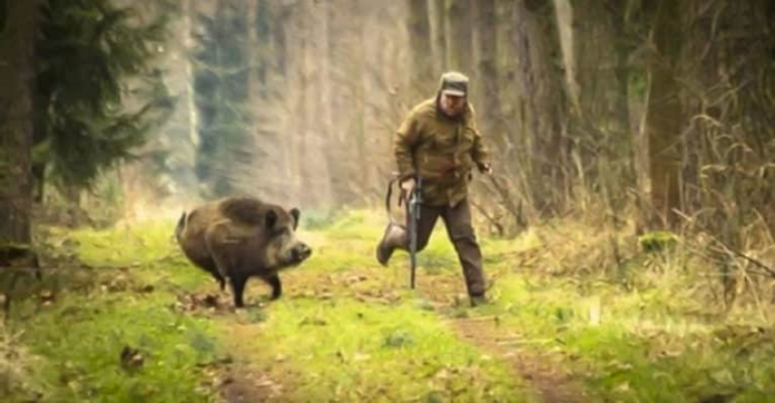 Jabalí mata a cazador que lo quería matar