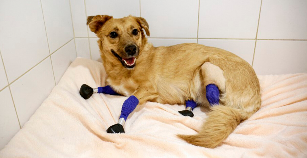 Primer implante de 4 prótesis biónicas a perro