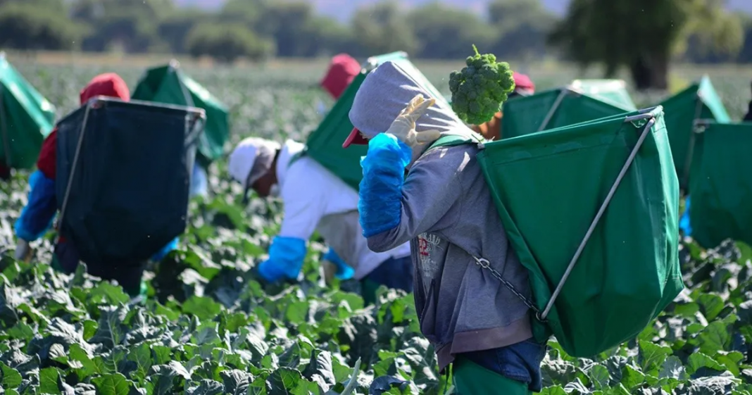 Dueño de granja en Canadá amenaza a mexicanos