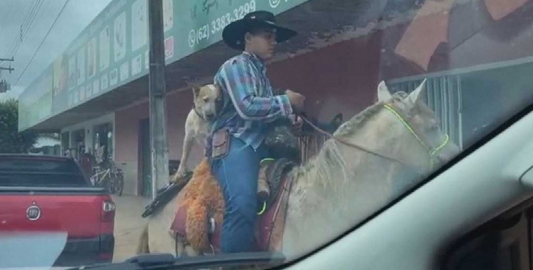 Sube a su perro al caballo para no dejarlo solo