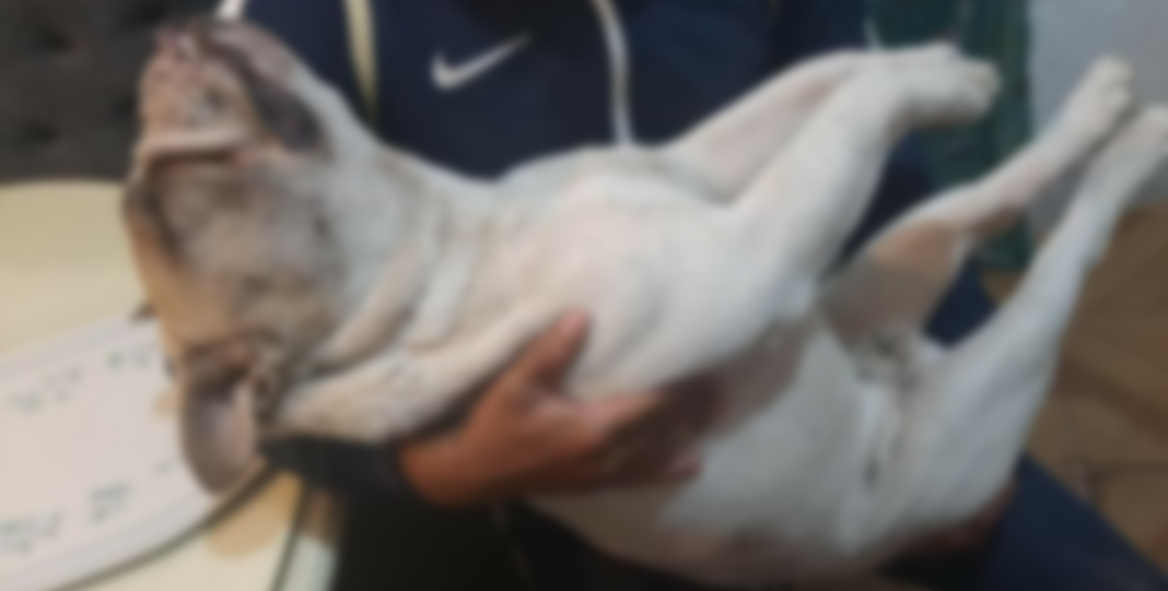 Lomito muere, tras pirotecnia del 12 de diciembre