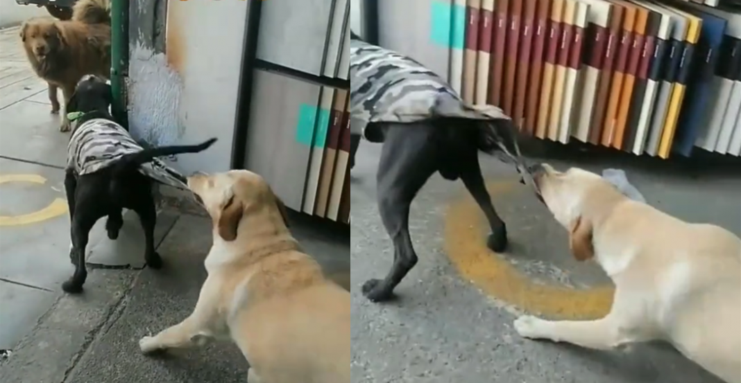 Perro evita pelea de su amigo y se vuelve viral