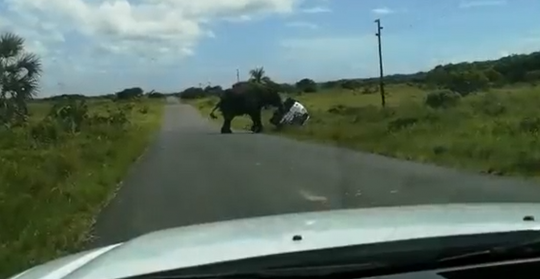 Elefante vuelca coche con familia dentro