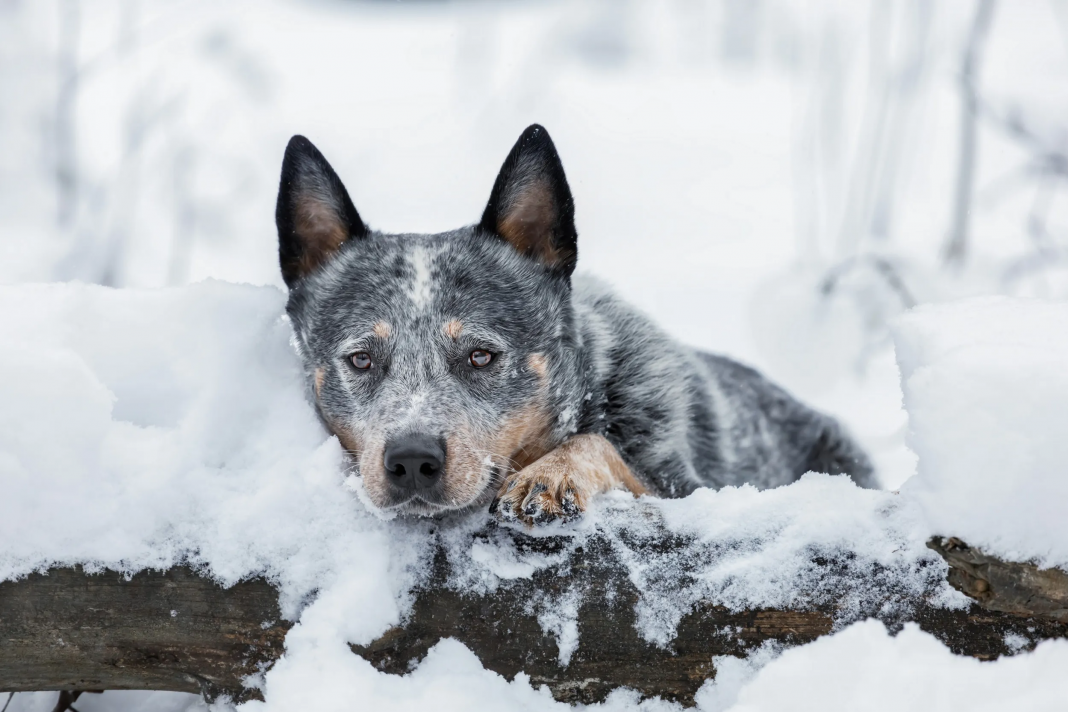 Niña sobrevive a tormenta de nieve abrazada a perro