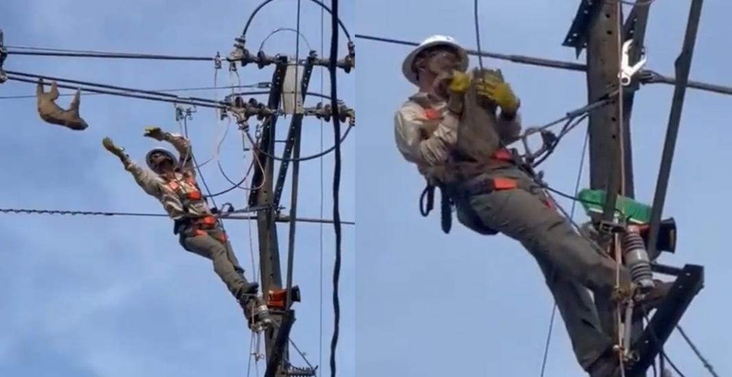 Rescate de oso perezoso en cableado eléctrico