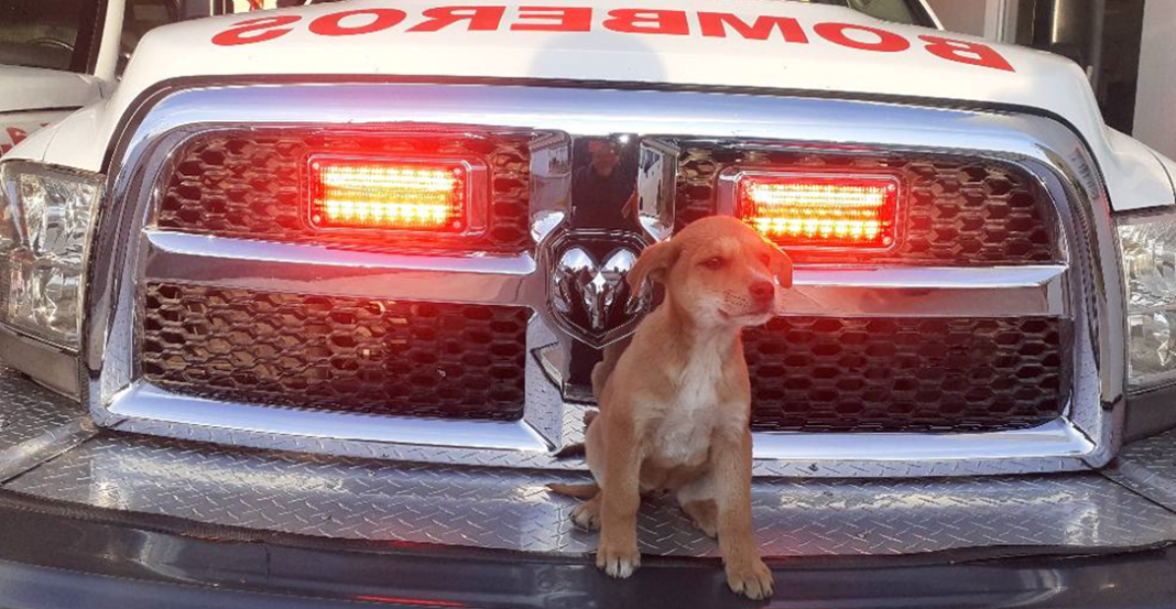 Bomberos adoptan a perrita, la llaman Flamita