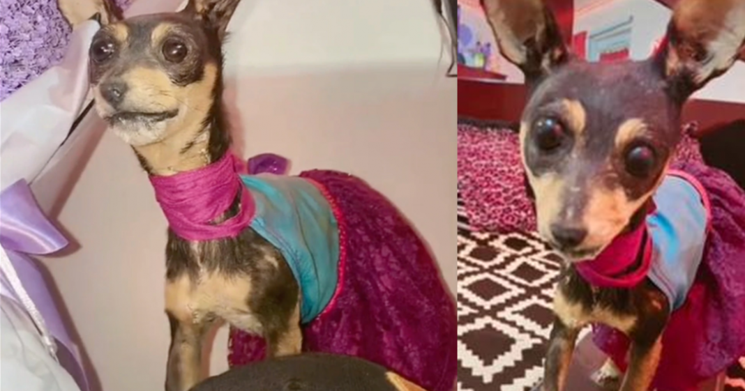 Diseca a su perrita, la viste y le pinta las uñas