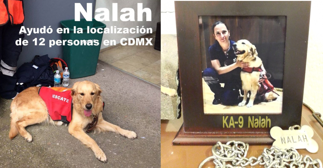 Muere Nalah, perrita rescatista del 19S