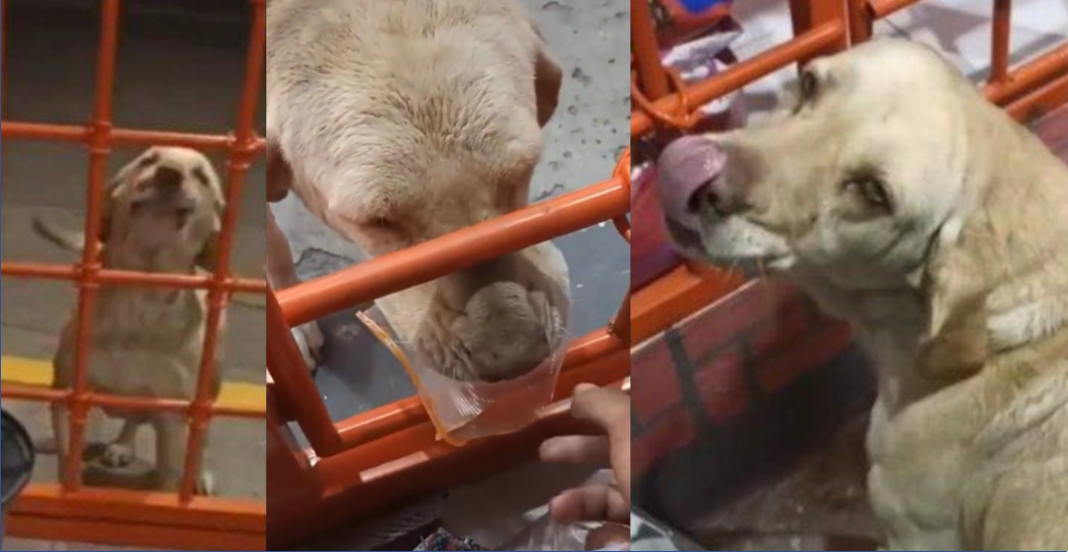 Lomito callejero pide croquetas y ‘paga con billete’