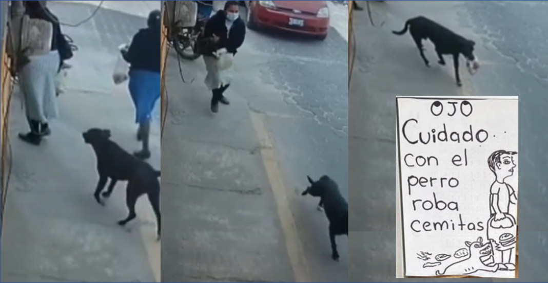 ¡Aguas!, así opera el famoso perro roba cemitas