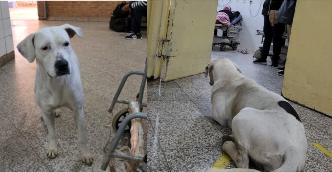 Perrita sigue a abuela al hospital y no se mueve de la puerta