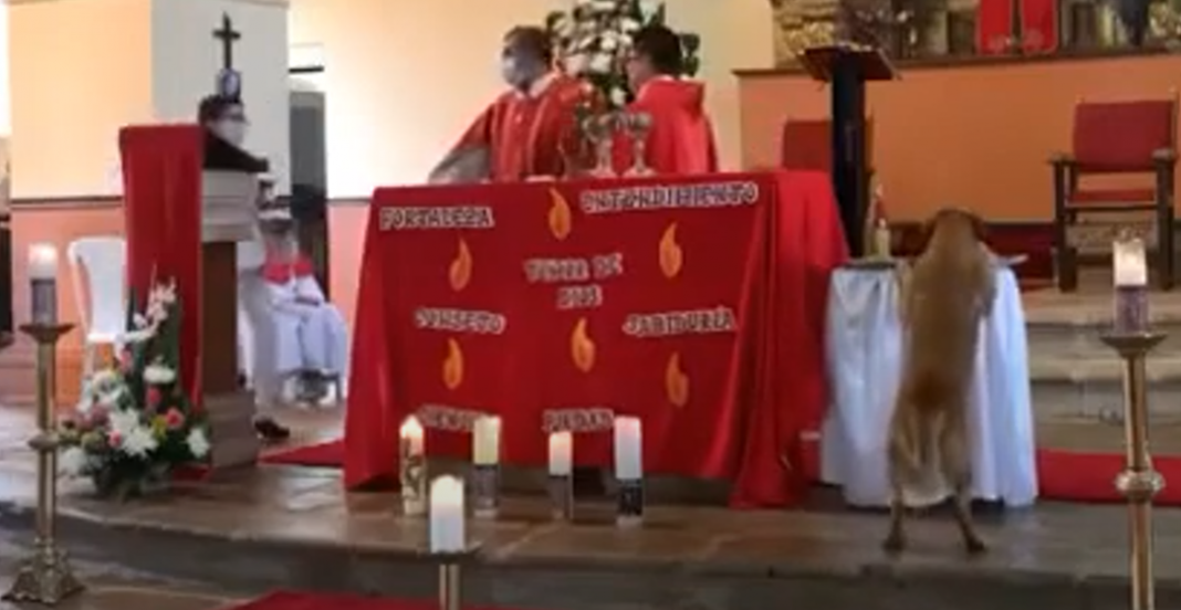 Lomito se roba pan de iglesia durante misa