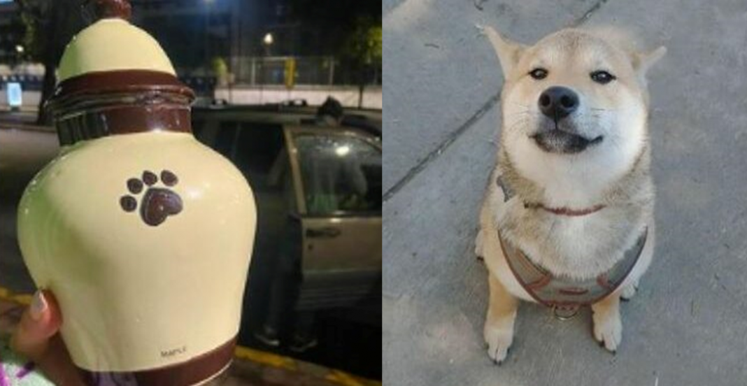 Perrita va a campamento y regresa en cenizas