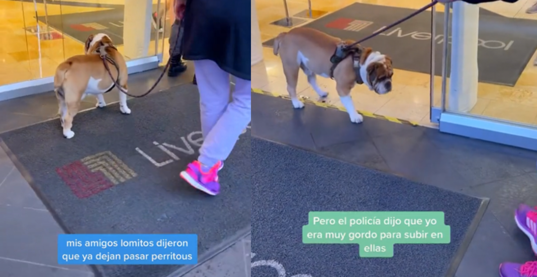 Mamut: el lomito que Liverpool no dejó entrar ‘por gordo’