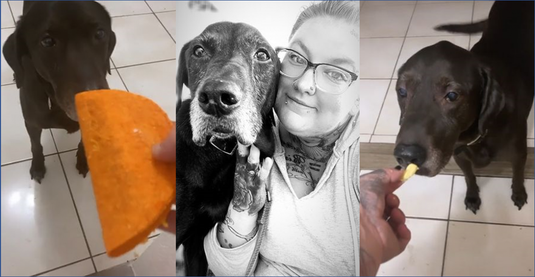 Perro pasa su último día comiendo pizza, tacos y KFC