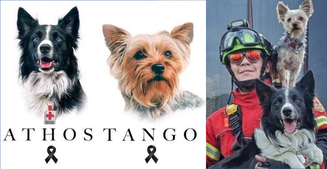 10 años de prisión a sujeto que mató a Athos y Tango