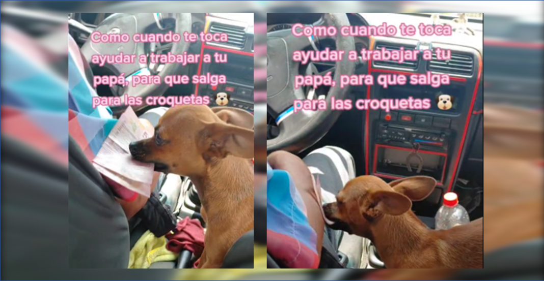 Perrita trabaja con amo en el taxi para sus croquetas