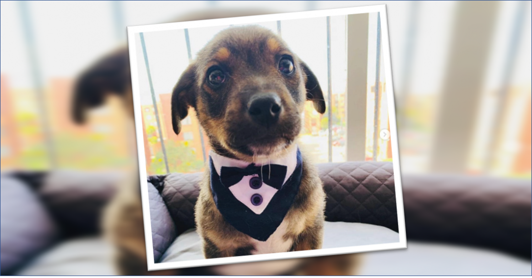 A Vicente lo dejaron vestido y alborotado, no lo adoptaron