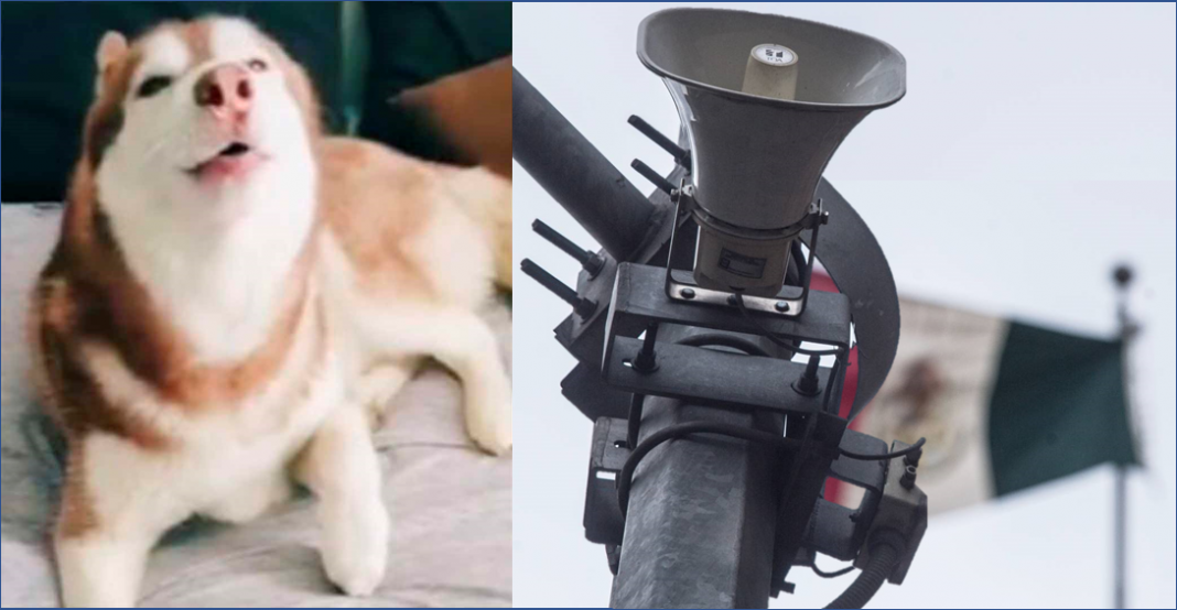 ¡Perrito imita el sonido de alerta sísmica!