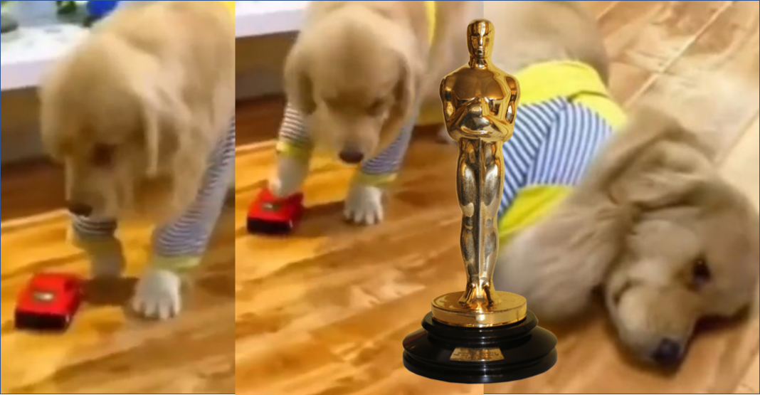 El Oscar es para… ¡El perrito ‘atropellado’ por un carrito!