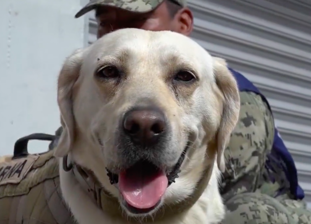 Murió Frida, perrita rescatista de la Marina