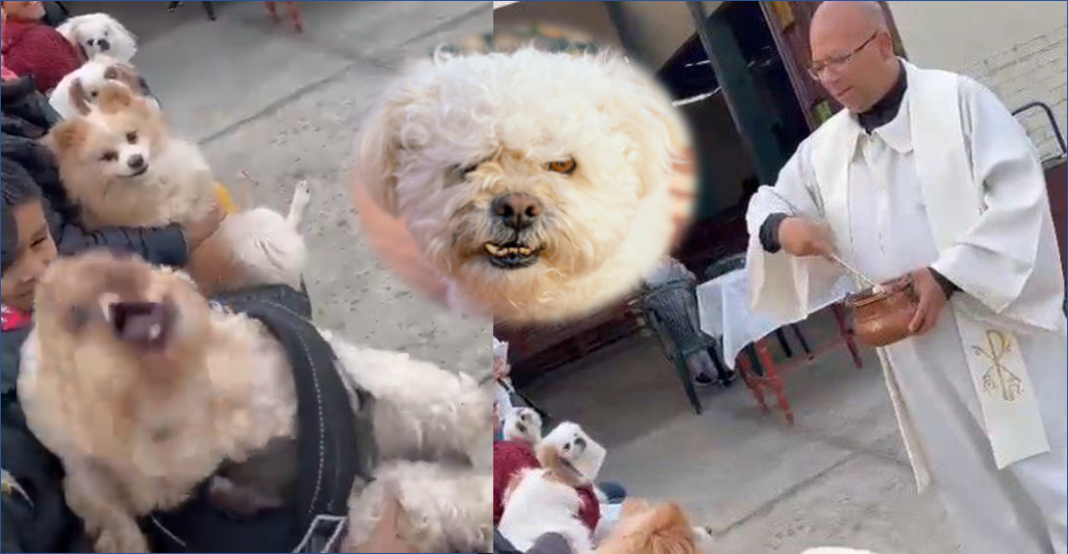 Lomito recibe agua bendita y que le sale ‘el chamuco’