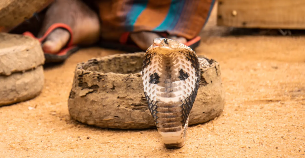 Serpiente ataca a niño, pero él la mata a mordidas