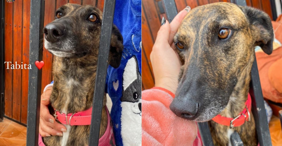 Mujer sabe que va a morir y busca hogar para su perrita